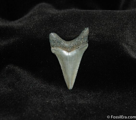 Inch Angustidens Tooth - Prehistoric Great White #158